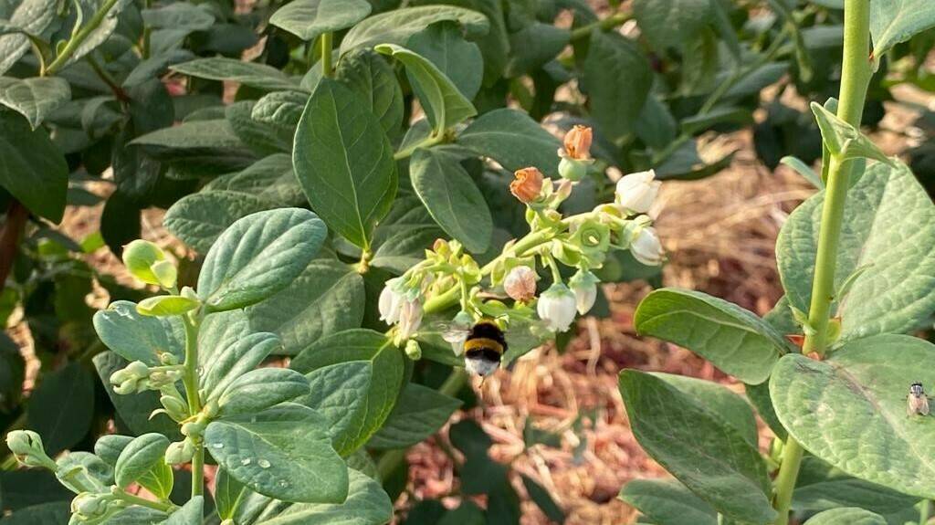 blueberry-bombus-terrestris-bumblebee-013|blueberry-bombus-terrestris-bumblebee-011